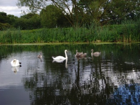 swans