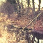 Ballingdon Creek 1970 – Mr R. Wolfe