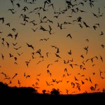Bats-in-sunset-2